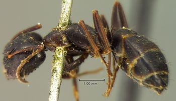 Media type: image; Entomology 29539   Aspect: habitus lateral view
